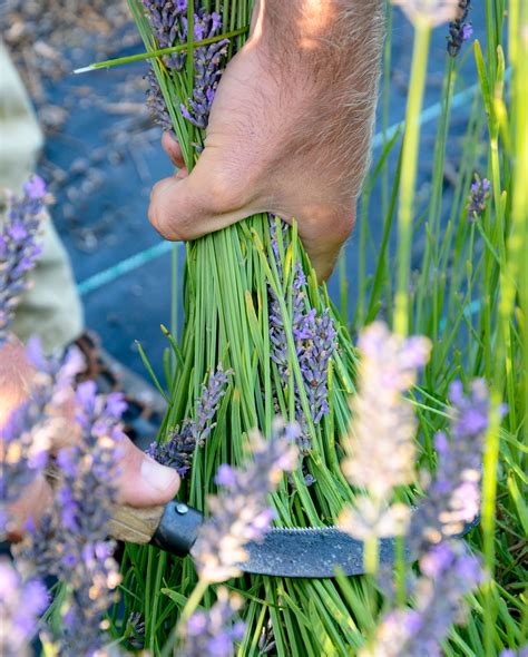 Behind the Scenes - Harvesting Lavender at the Farm | Harvesting ...