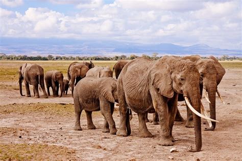 Elephants Africa Amboseli · Free photo on Pixabay