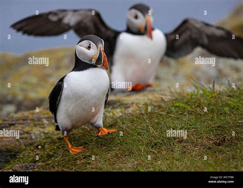 Atlantic Puffins during mating season Stock Photo - Alamy