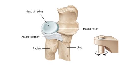 Pivot joint between head of radius and radial notch of ulna Diagram ...