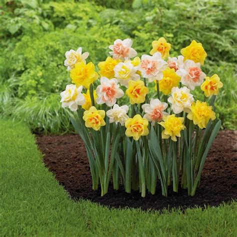 Garden State Bulb Double Mix Daffodil Bulbs (Lb421c) Lowes.com ...