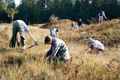 To Control or Not to Control? An Invasive Plant Management Decision ...