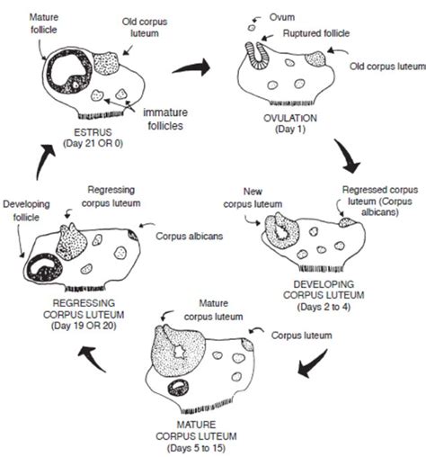 Animal Reproduction Diagram