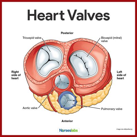 Cardiovascular System Anatomy and Physiology: Study Guide for Nurses