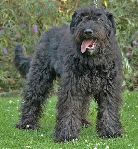 Bouvier Des Flanders dog photo | Bouvier des Flandres, Dogs, Dog Breeds ...