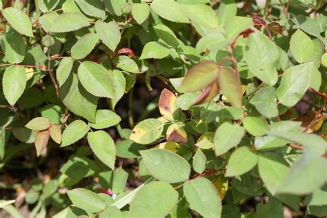 How to Identify and Manage Black Spot on Roses