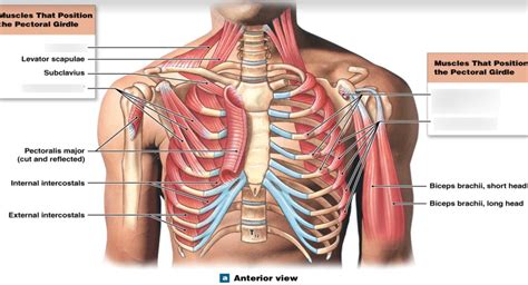 muscles that position the pectoral girdle (anterior view) Diagram | Quizlet