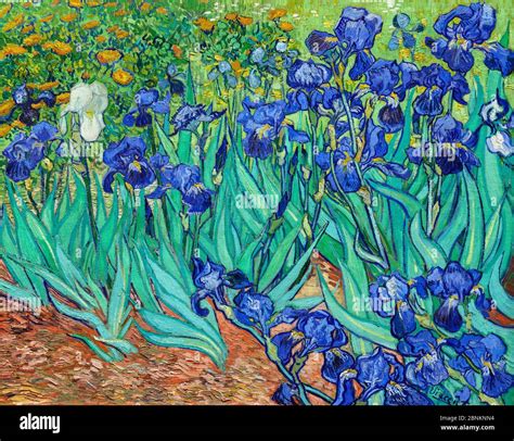 Van Gogh. Painting entitled “Irises” by Vincent van Gogh (1853-1890 ...