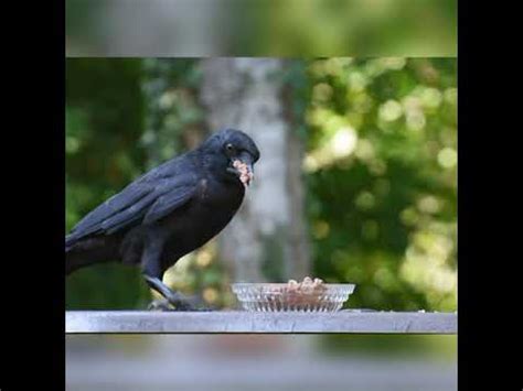 Crow Bird Feeding - YouTube