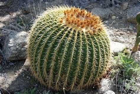 30+ Indigenous Desert Plants That Can Grow in Harsh Climate - Conserve ...