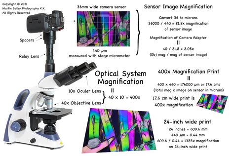 Compound Light Microscope Magnification Calculation | Shelly Lighting