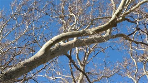 the branches of several trees against a blue sky