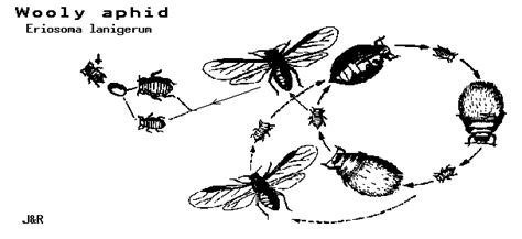 Woolly Aphid - Diagram