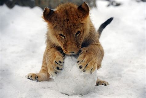 12 Pictures Of Animals Playing In Snow That Will Make You Love Winter Again