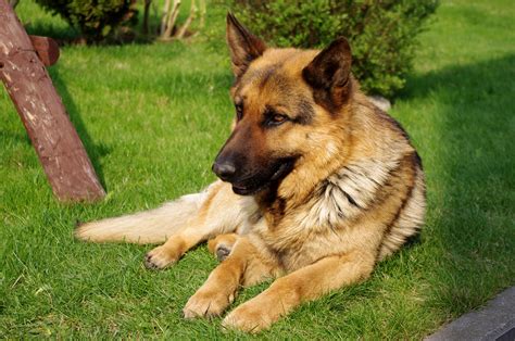 File:20110425 German Shepherd Dog 8473.jpg - Wikimedia Commons