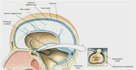 Sella Turcica - Bone, Function, Site, Location, Anatomy, Empty Sella