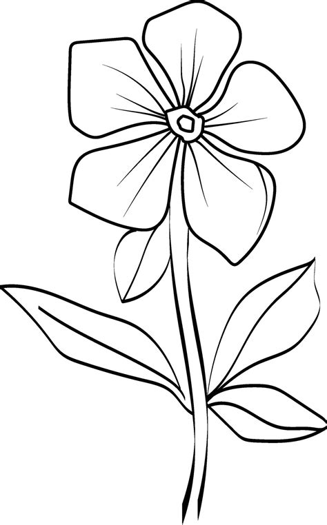 minimilist single periwinkle flower drawings, periwinkle flower vector ...