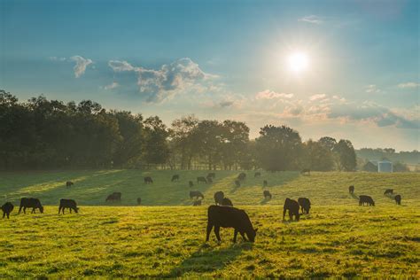 Critical Steps to Improve Soil Health in Pastureland - Alabama ...