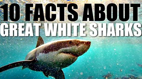 Fun Facts About Great White Sharks For Kids - Fun Guest