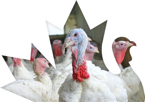 International Trade | Turkey Farmers of Canada