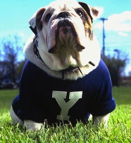 Bulldog: Handsome Dan – Yale’s Hero - Castlewood Bulldogs