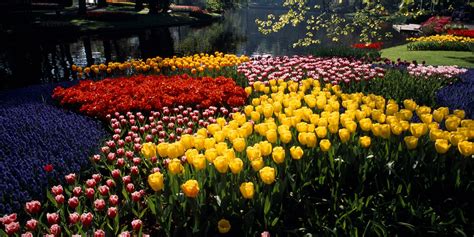 Best Spring Flowers Names | Best Flower Site