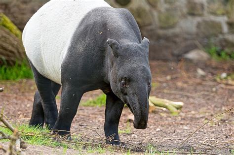 The Endangered Malayan Tapir (Tapirus indicus): Facts and Photos ...