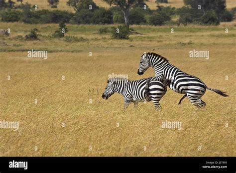 Zebra mating hi-res stock photography and images - Alamy