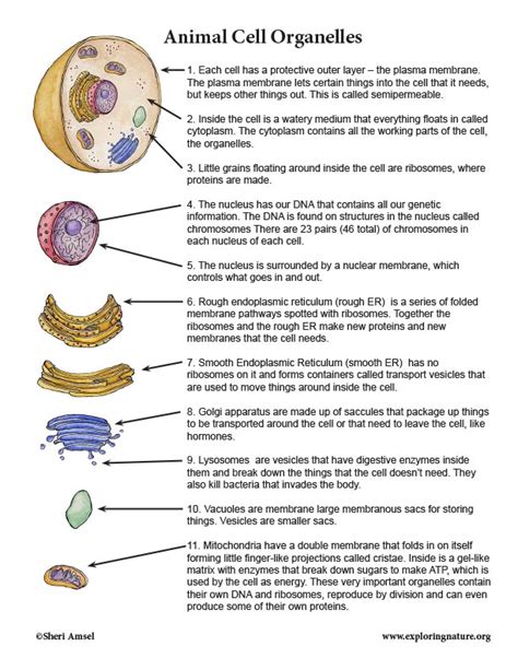 😂 Various cell organelles and their functions. Organelle. 2019-02-28