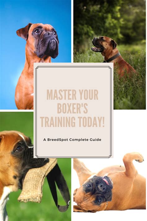 Train Your Boxer Dog: A Complete Guide! | Boxer puppy training, Boxer ...