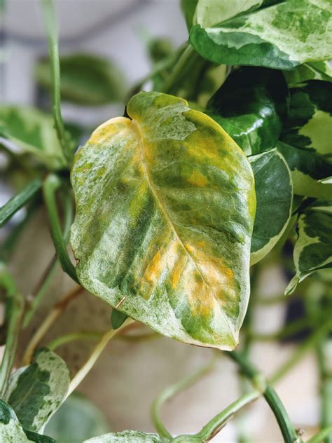 Variegated Pothos Care: All Your Questions Answered - Potted Pixie