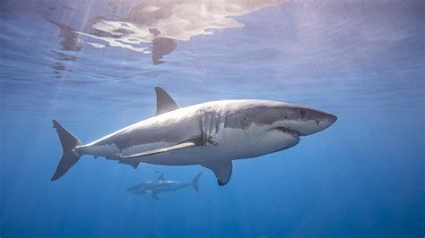 70 Shark Facts That Prove They're Actually Pretty Cool