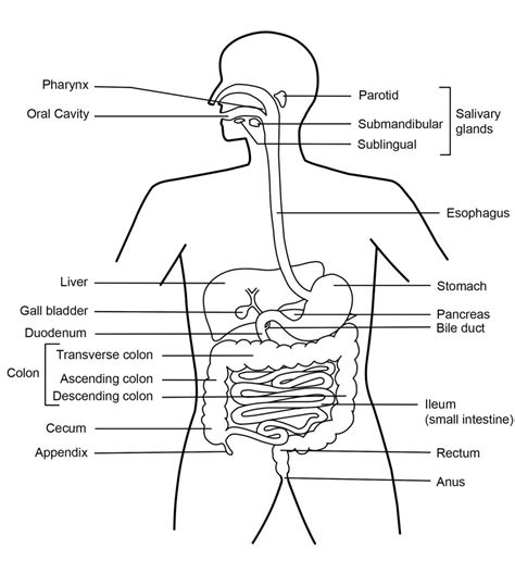 Digestive System Diagram - exatin.info