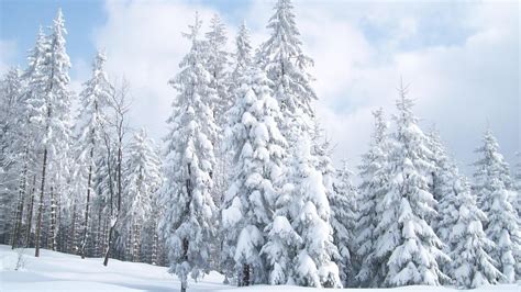 Snow Trees Wallpapers - Top Free Snow Trees Backgrounds - WallpaperAccess