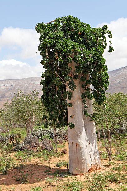 10+ Cucumber Tree Socotra Endangered Species Stock Photos, Pictures ...