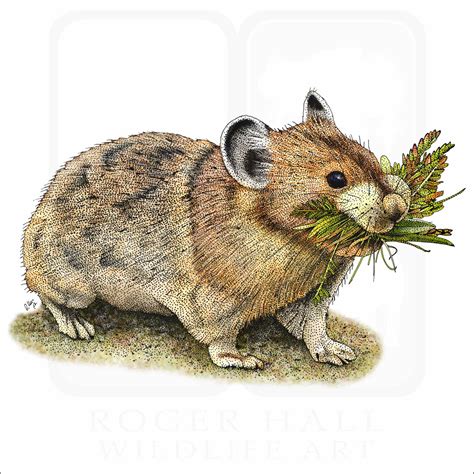 American Pika - Signed Fine Art Print - inkart