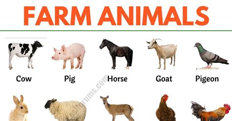 Farm Animals: List of 15+ Popular Farm/ Domestic Animals in English ...