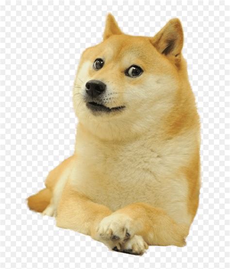 Doge Meme Png, Transparent Png is pure and creative PNG image uploaded ...