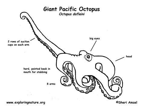 Giant Pacific Octopus Anatomy