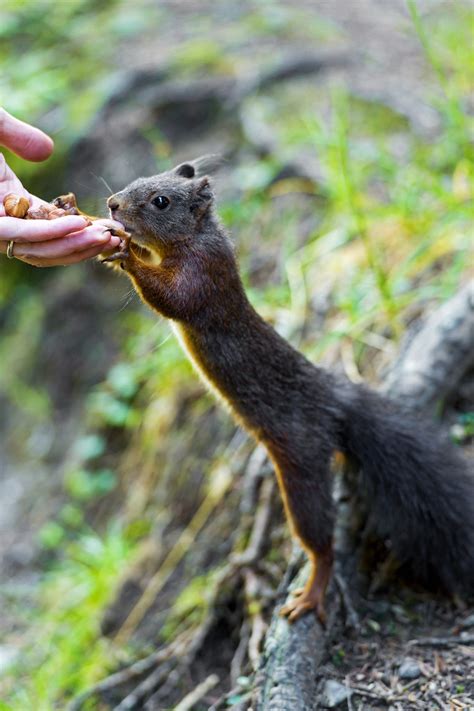 Feeding the squirrel II | Another squirrel feeding picture! | Flickr