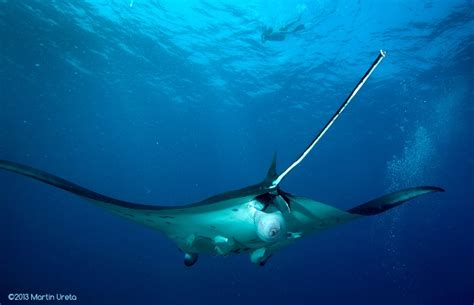 The first photo of a Manta Ray giving birth?? | LIFE OF THE WORLDS