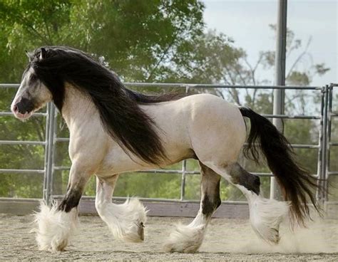 Buckskin Gypsy Vanner Friesian Horse : Buckskin Stallion Is One Of The ...