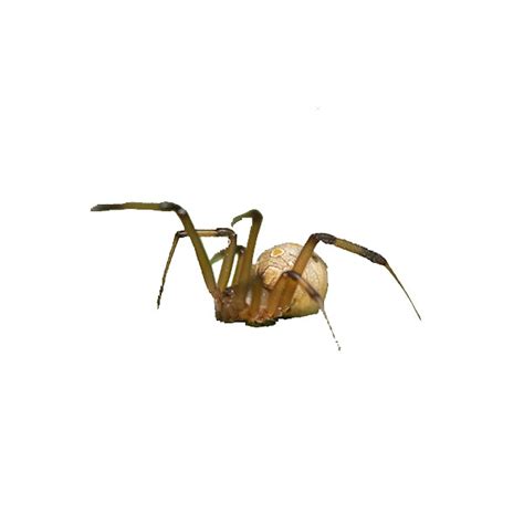 Brown Widow Spider Identification, Habits & Behavior | Leo's Pest Control