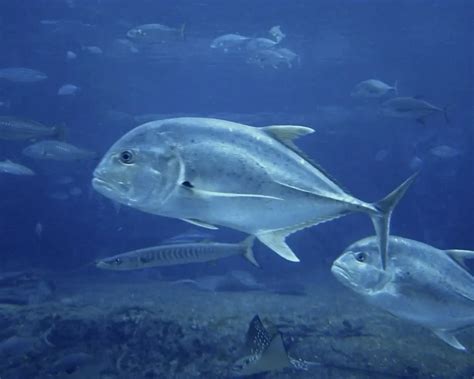 Giant trevally - Facts, Diet, Habitat & Pictures on Animalia.bio