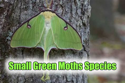 10 Small Green Moth Species In The World