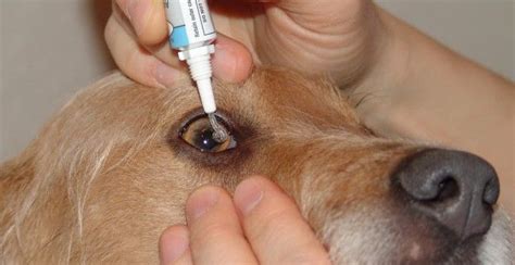 Entropion In Dogs: Preventive Measures And Treatments - Smartfamilypets ...