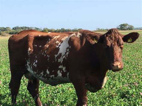 Red Shorthorn Cattle