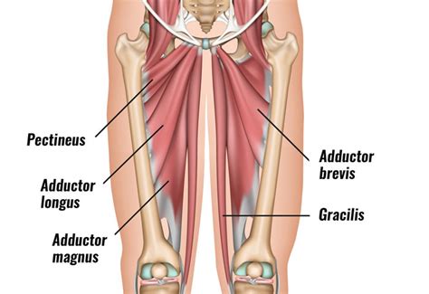 Groin Muscle Anatomy - Groin Muscles Diagram Anatomy Of Groin Muscles ...