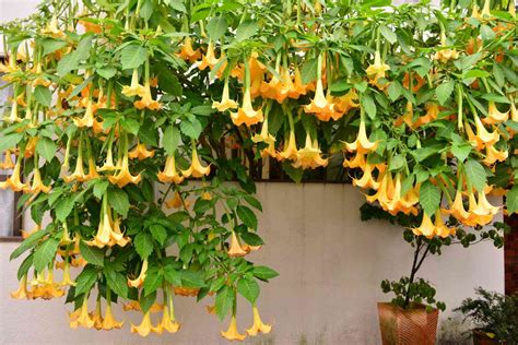 How to Grow and Care for Angel Trumpets, Also Known As Brugmansia ...