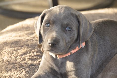 Weimaraner Puppies For Sale | Chino Hills, CA #295636